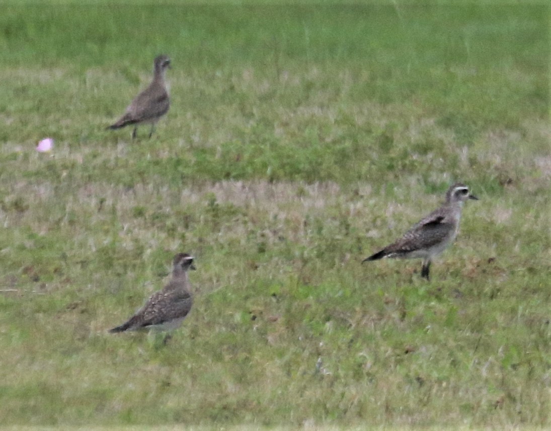 American Golden-Plover - ML430213831