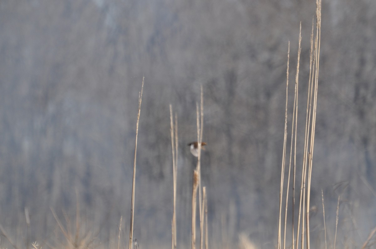 Yellow Rail - Becky Rosamond