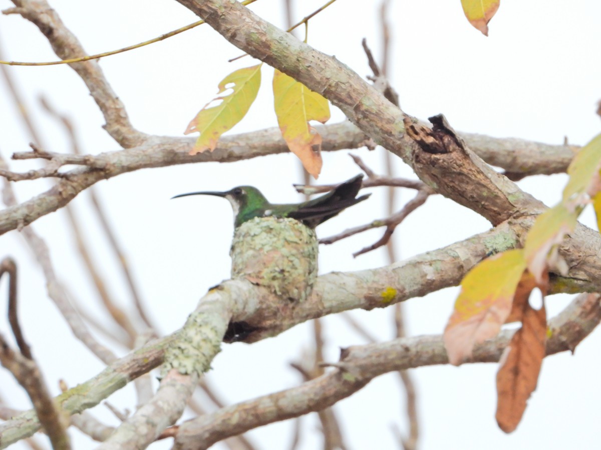 Green-breasted Mango - ML430216311