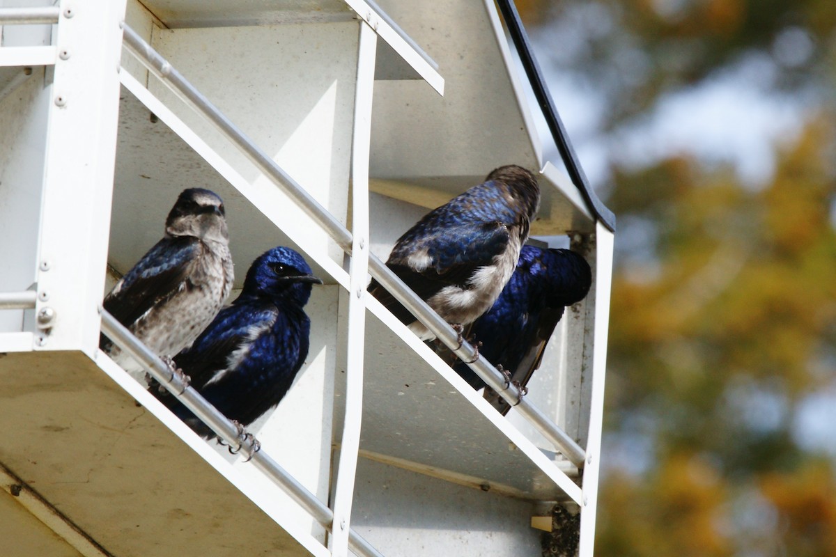 Purple Martin - B E