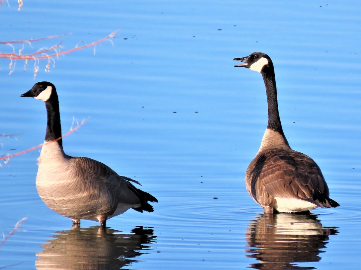 Canada Goose - ML430219981