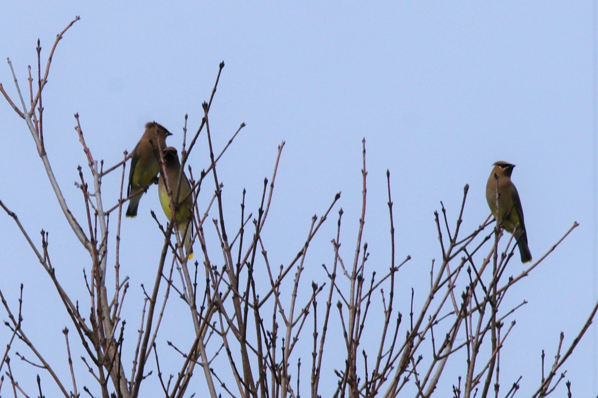 Cedar Waxwing - B E