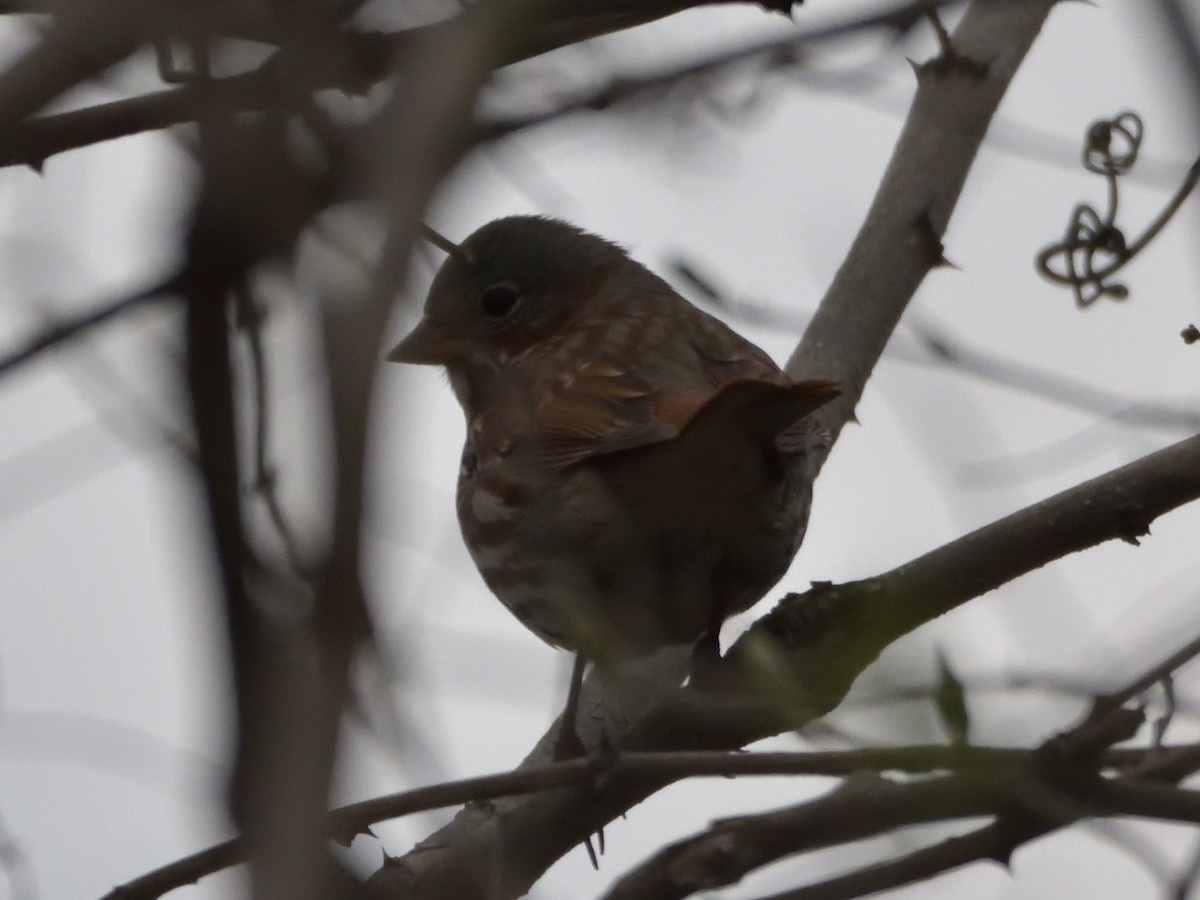 Fox Sparrow (Red) - ML430220631