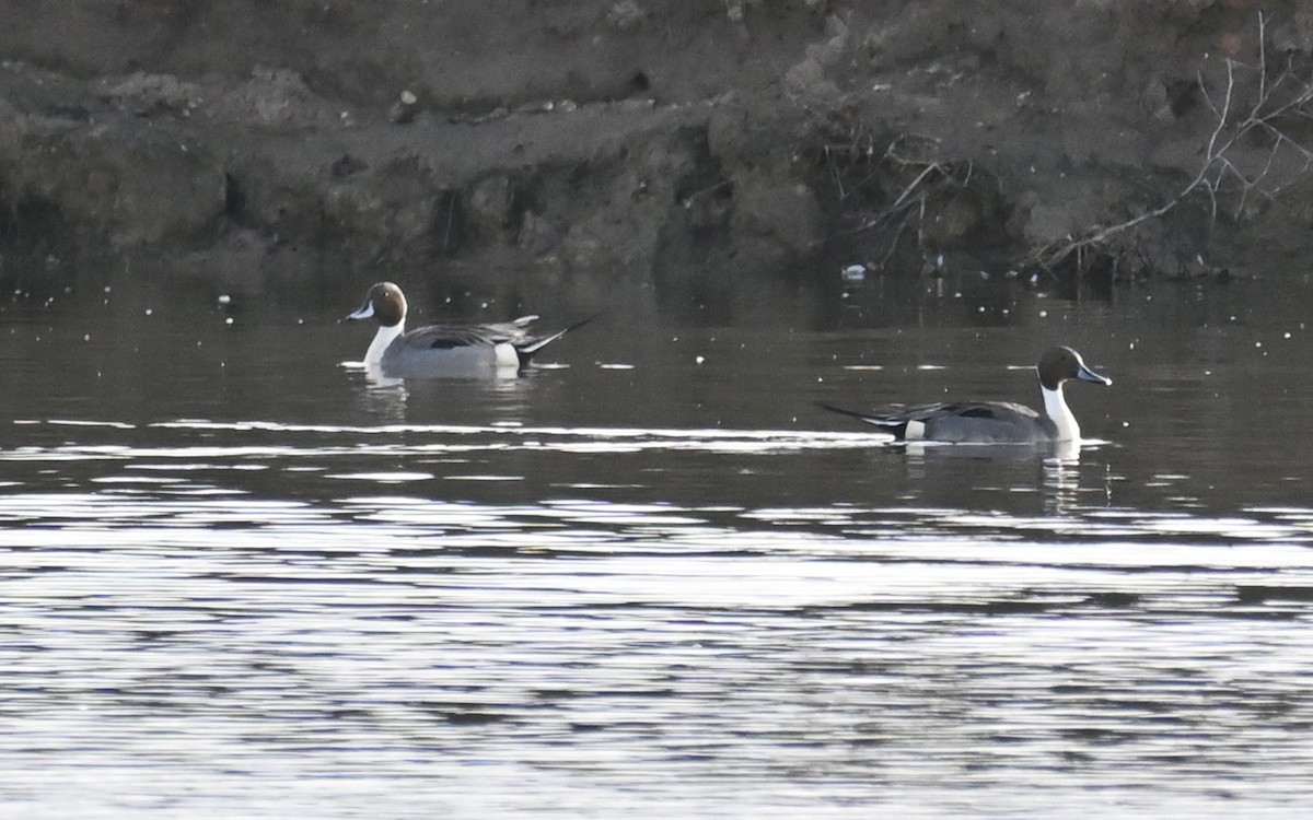 Шовтгор алаг нугас - ML430221341