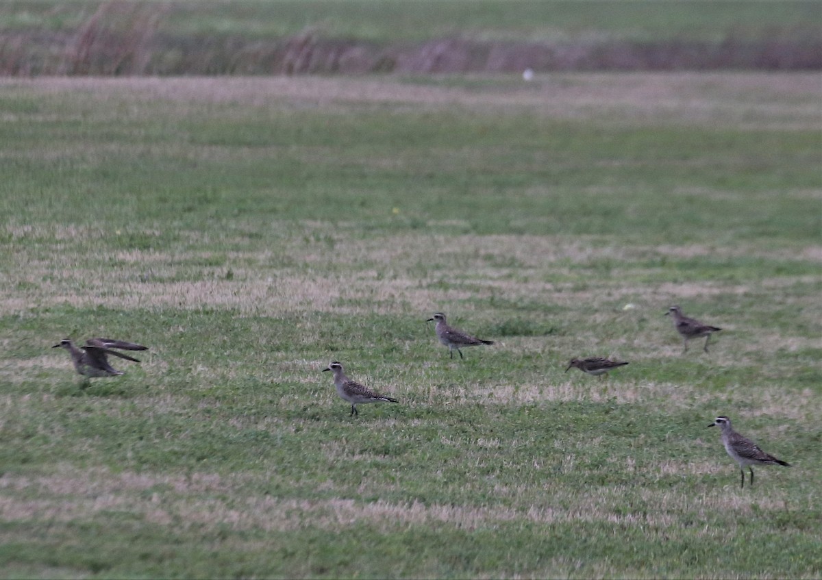 American Golden-Plover - ML430222101