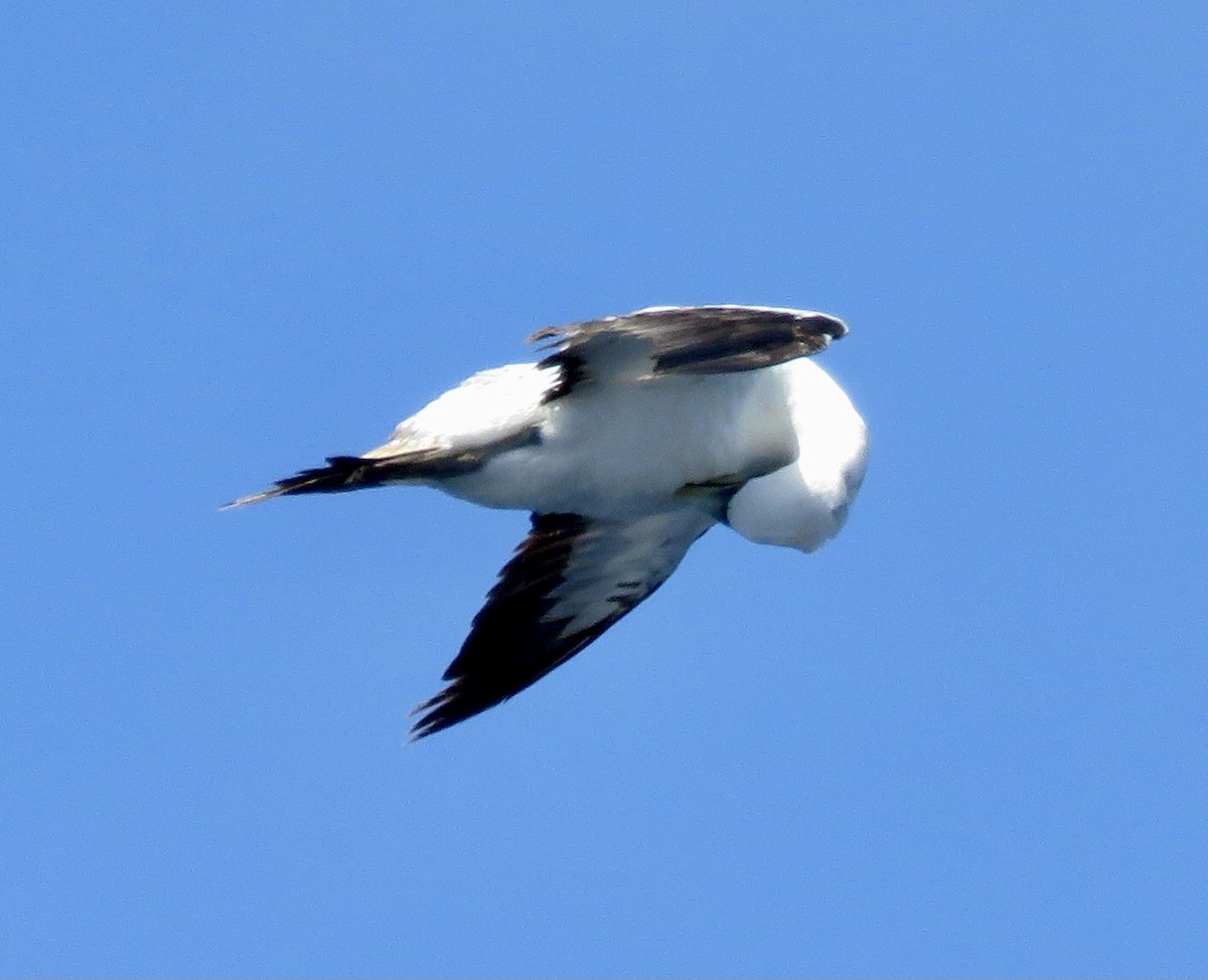 Masked Booby - ML430222371