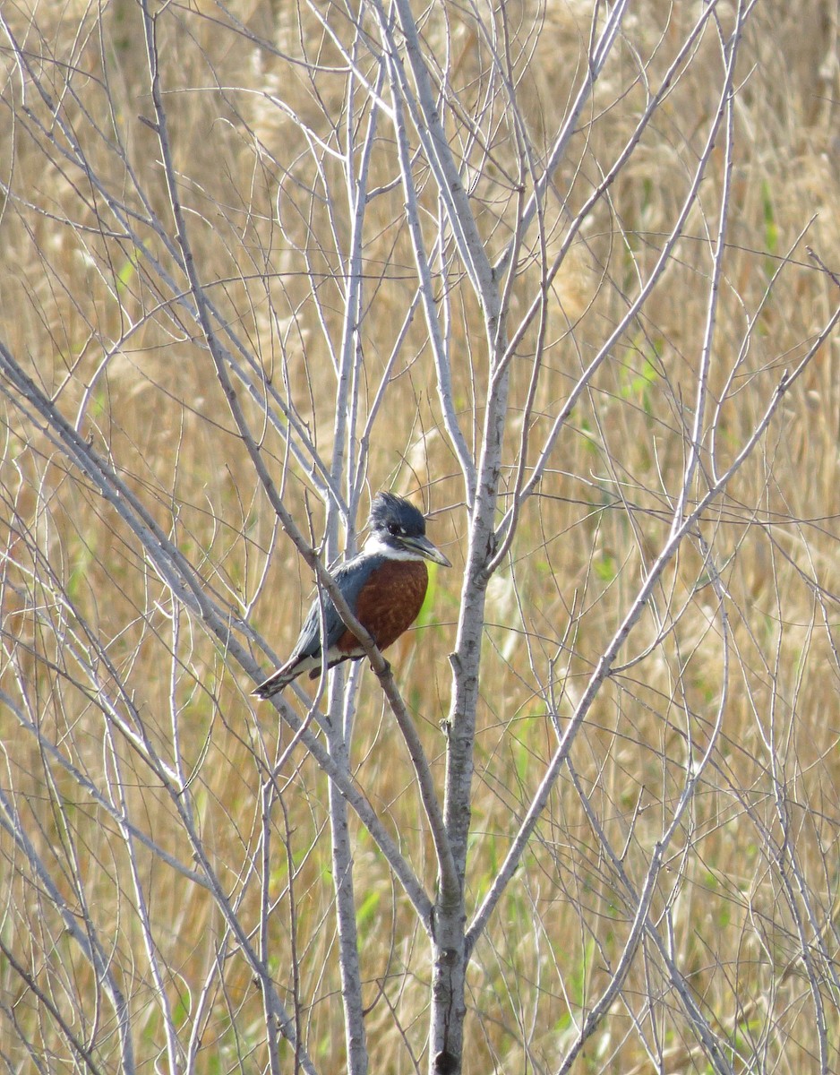 Ringed Kingfisher - ML430222491