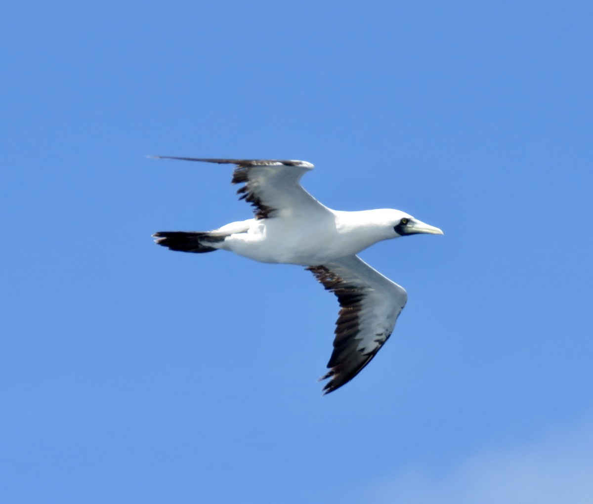 Masked Booby - ML430223651