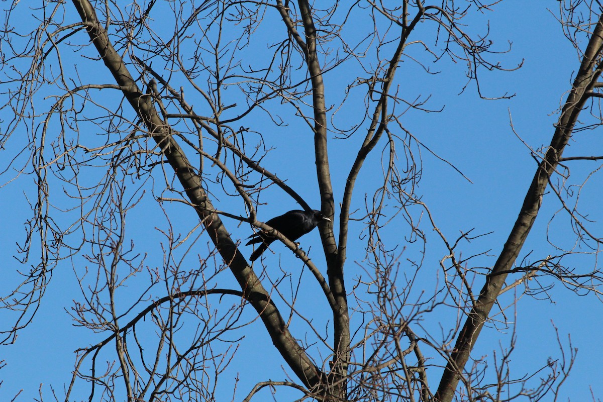 Fish Crow - ML43022441