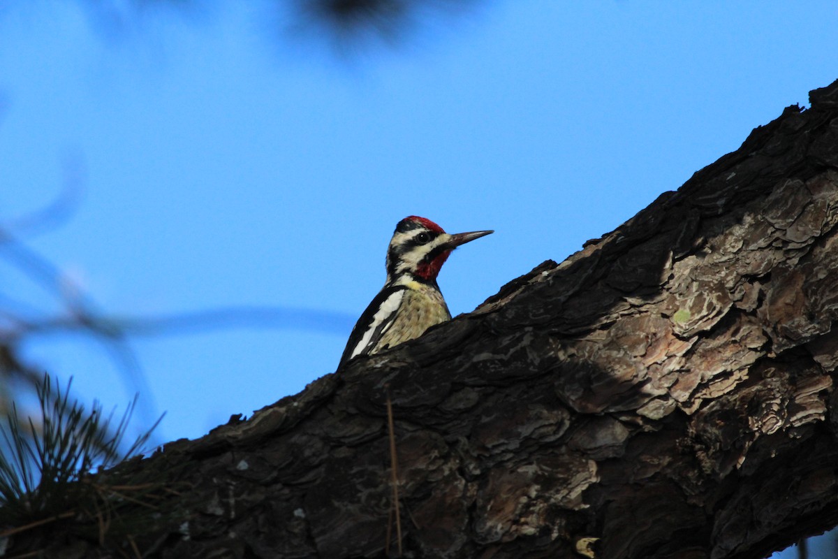 Yellow-bellied Sapsucker - ML43022521