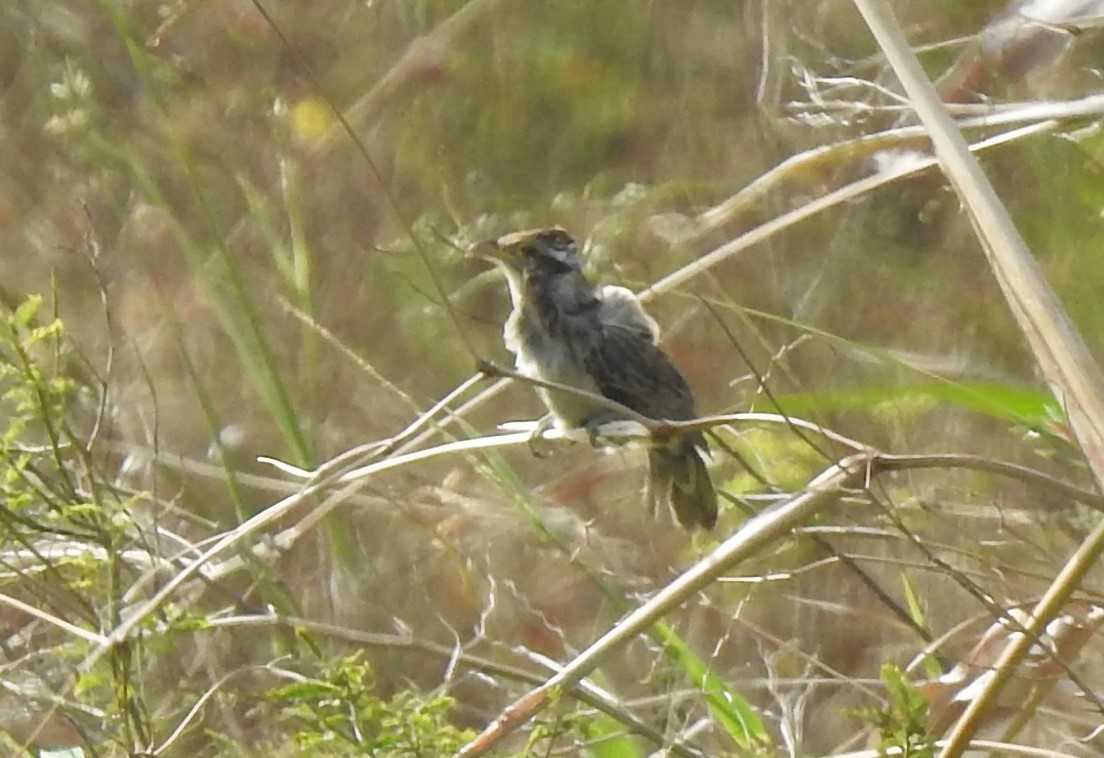 Striped Cuckoo - ML430225681