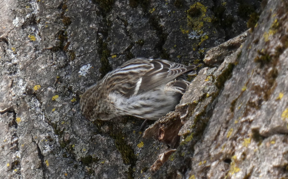 Common Redpoll - ML430226231