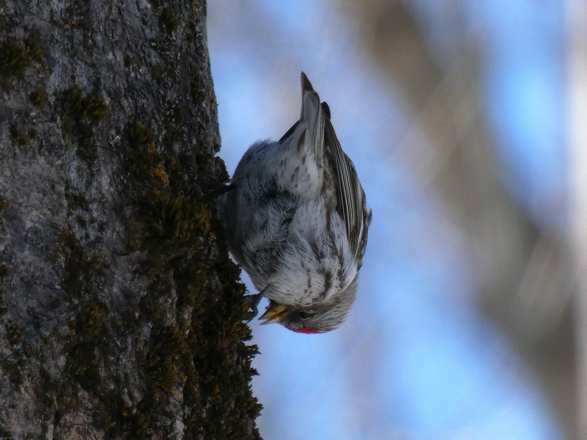 Common Redpoll - Martine Giroux