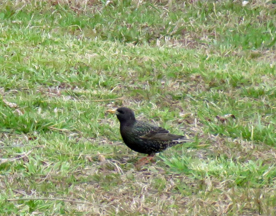 European Starling - ML430227361