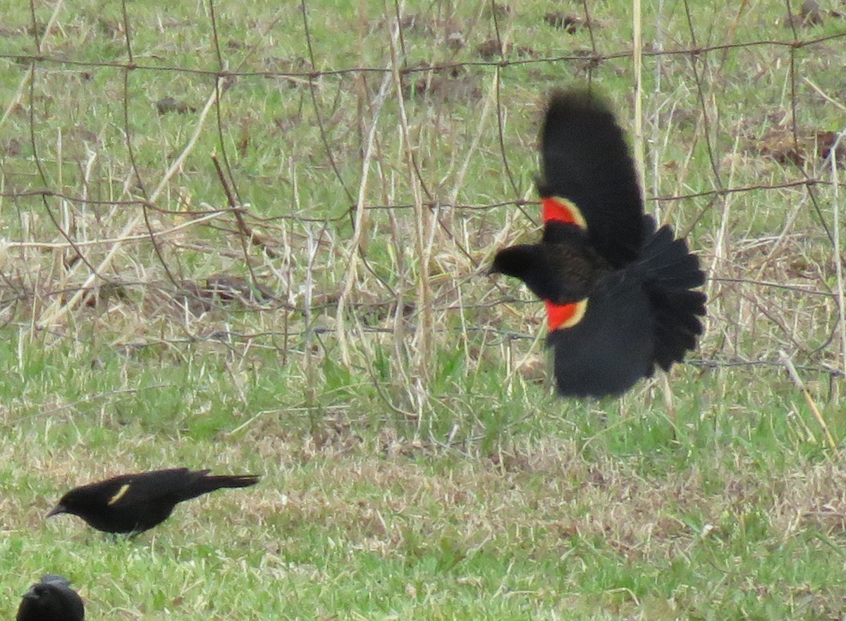 Red-winged Blackbird - ML430227431