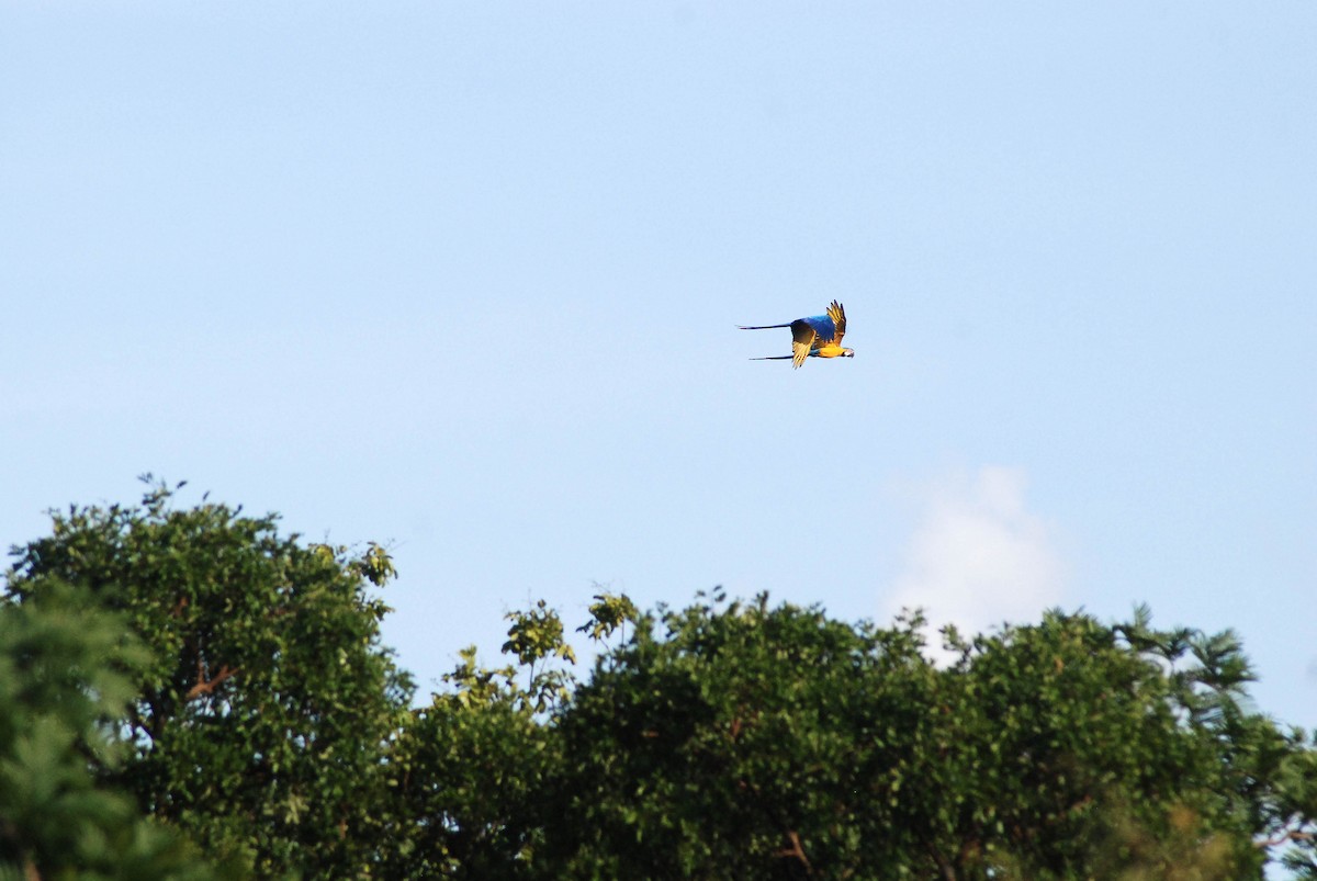 Blue-and-yellow Macaw - ML430227441