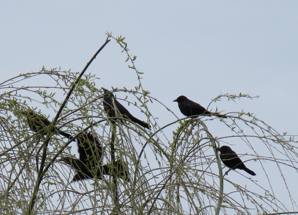 Common Grackle - ML430227511