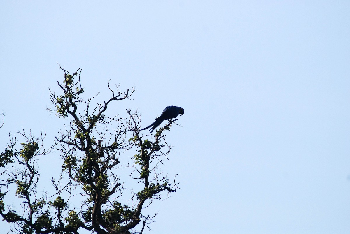 Hyacinth Macaw - ML430227521