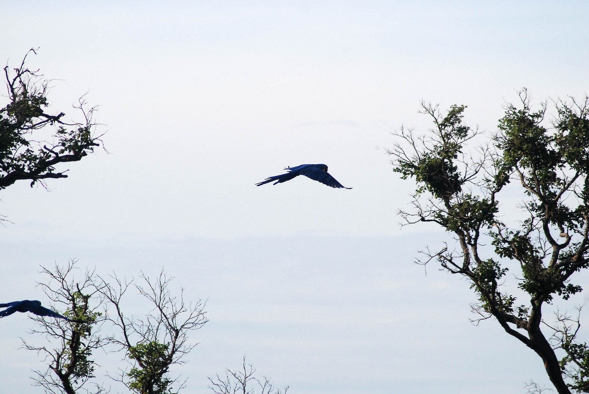 Hyacinth Macaw - ML430227541