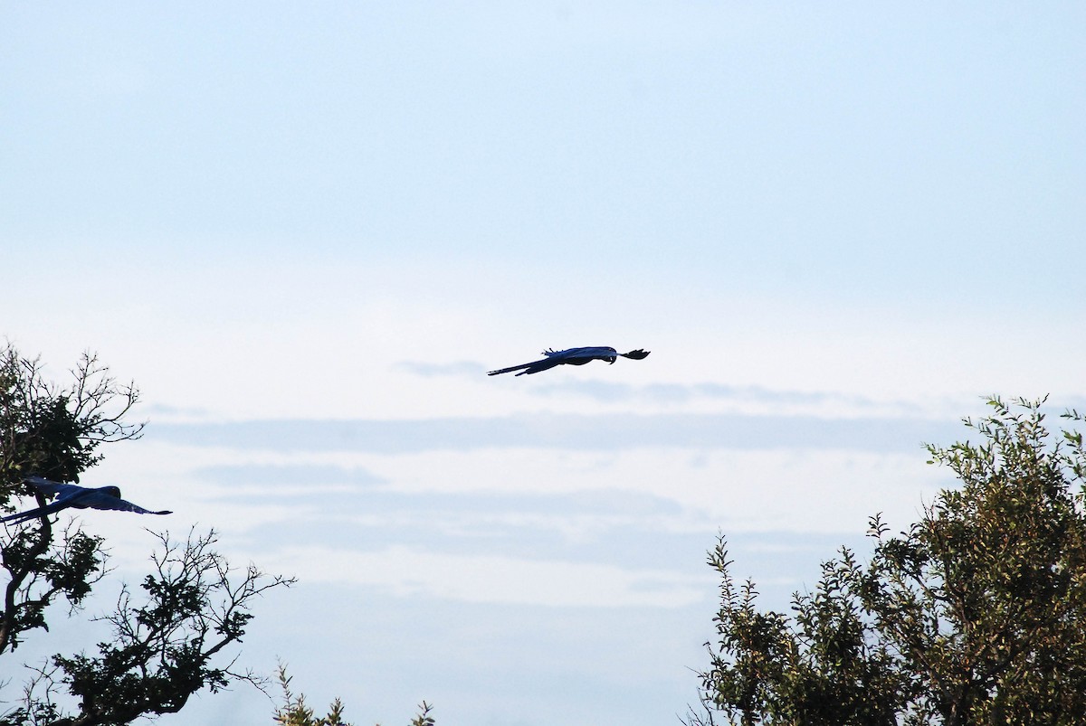Hyacinth Macaw - ML430227561