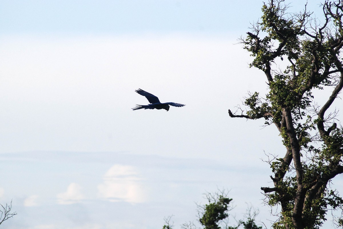 Hyacinth Macaw - ML430227571