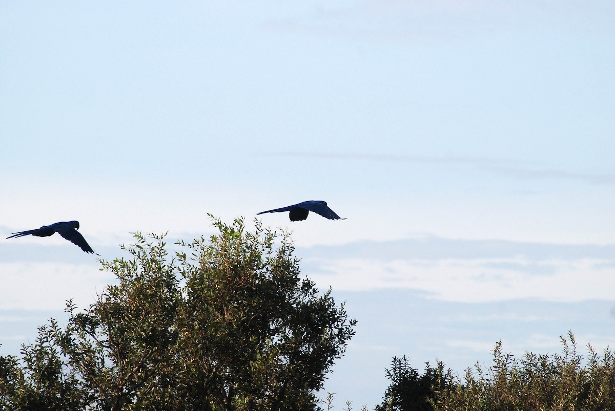 Hyacinth Macaw - ML430227581