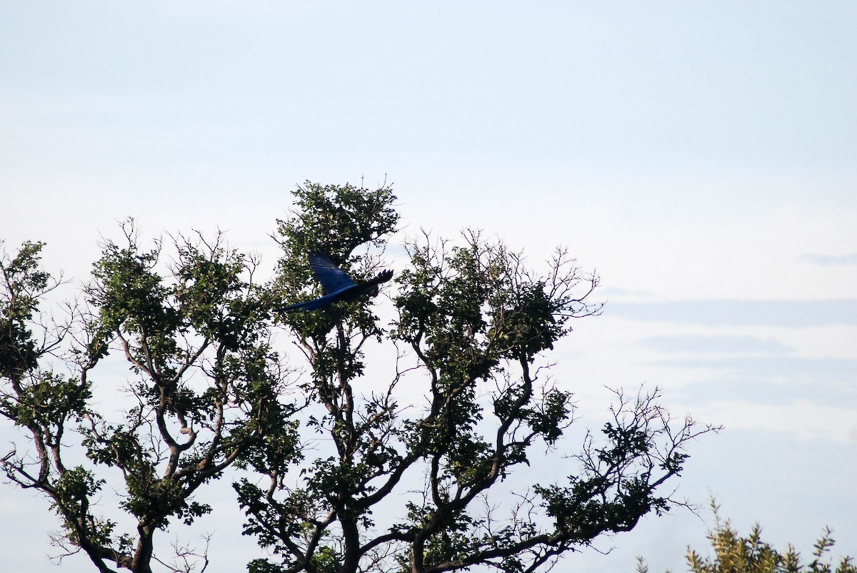 Hyacinth Macaw - ML430227591