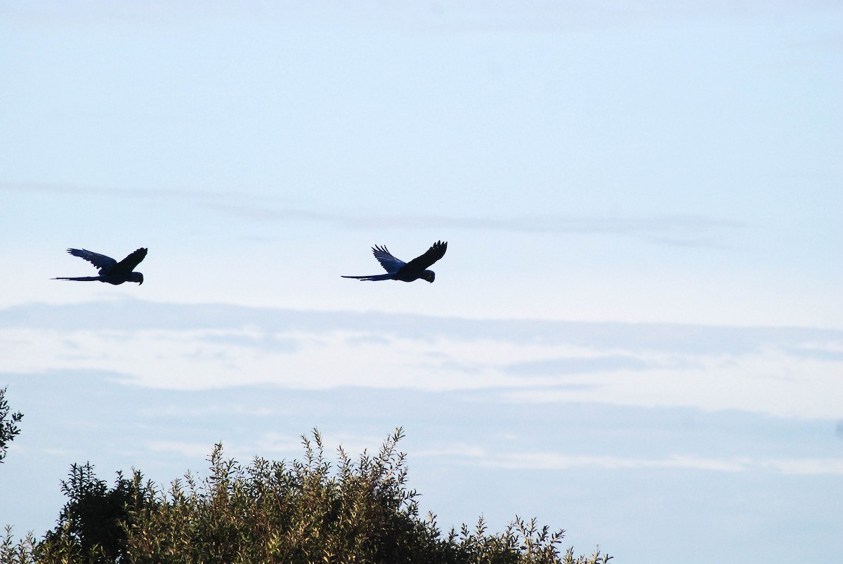 Hyacinth Macaw - ML430227601