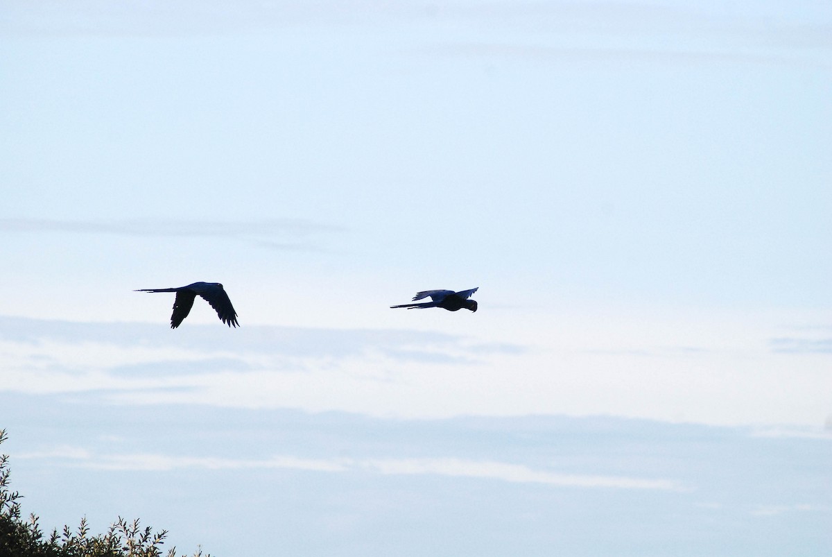Hyacinth Macaw - ML430227611