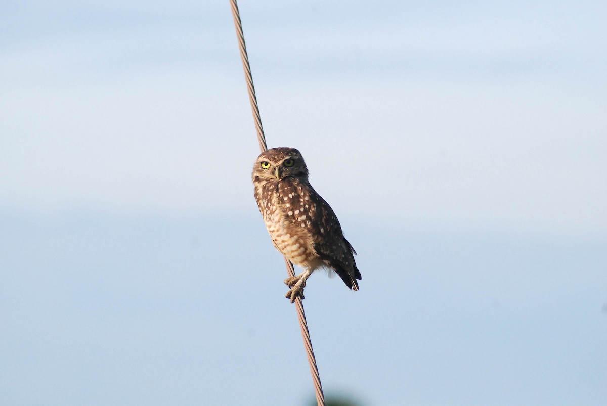Burrowing Owl - ML430227661