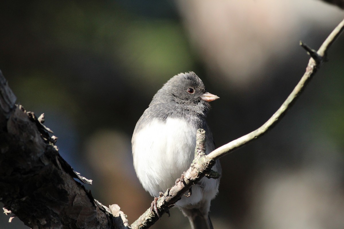 Dark-eyed Junco (Slate-colored) - ML43022821