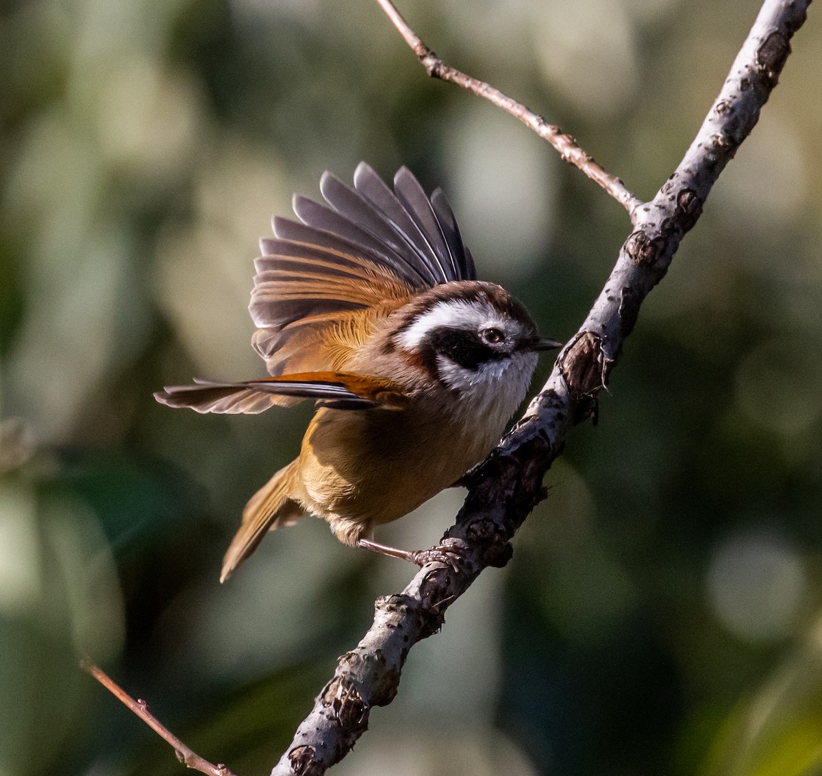 White-browed Fulvetta - ML430229061