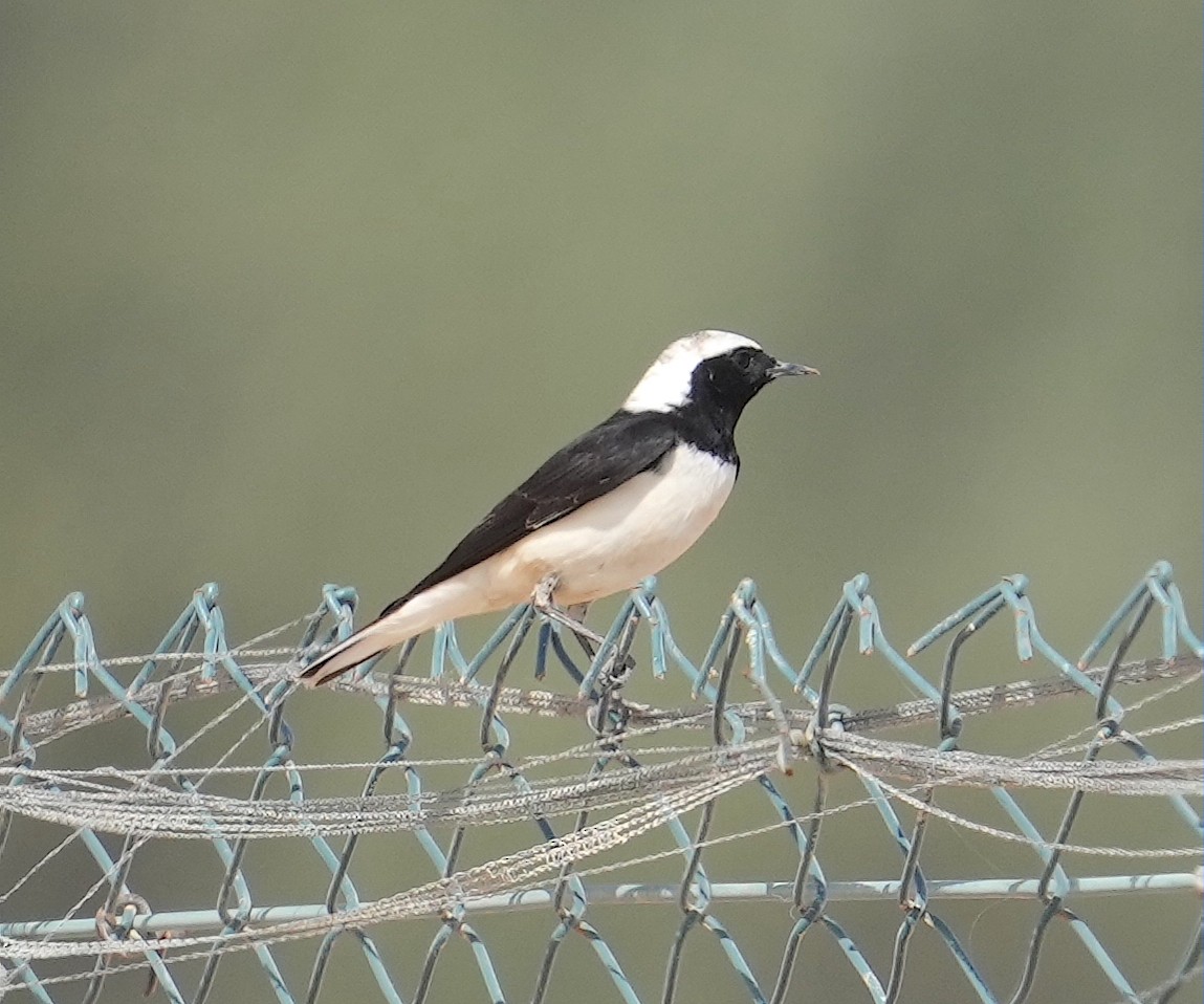 Pied Wheatear - ML430229361