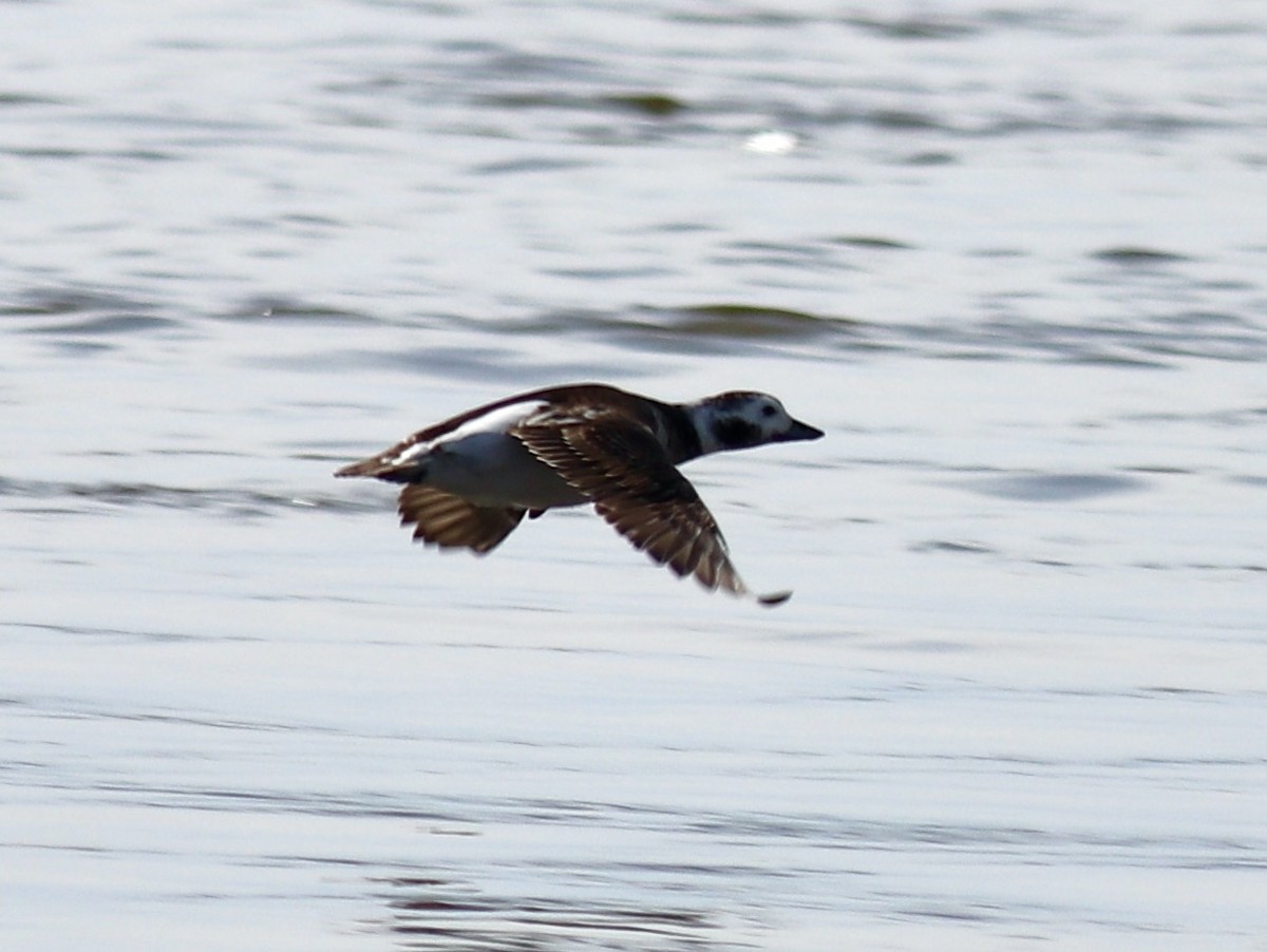 Long-tailed Duck - ML430229951