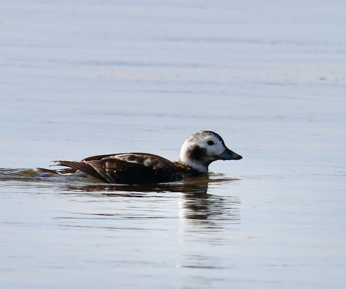 Long-tailed Duck - ML430229961