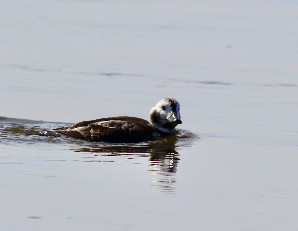 Long-tailed Duck - ML430229971