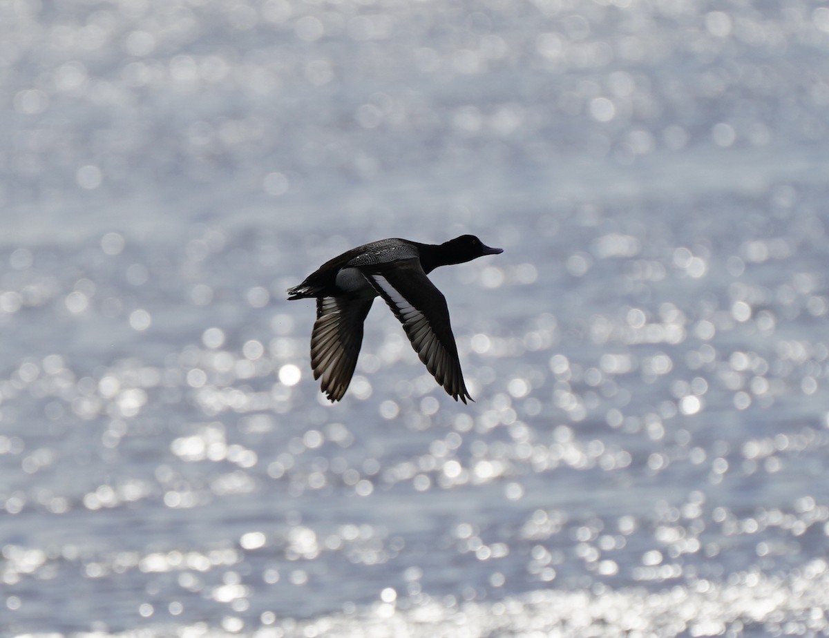 Lesser Scaup - ML430233291