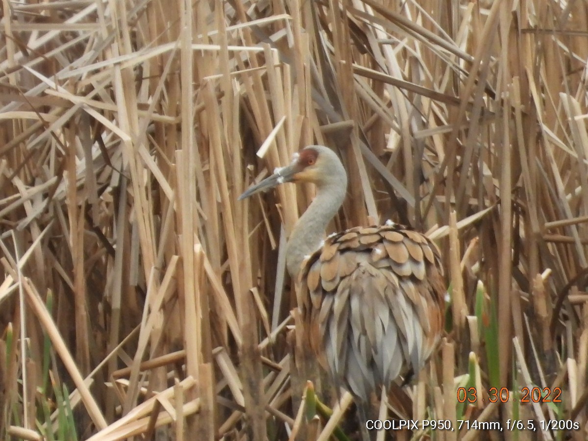 Sandhill Crane - ML430234641