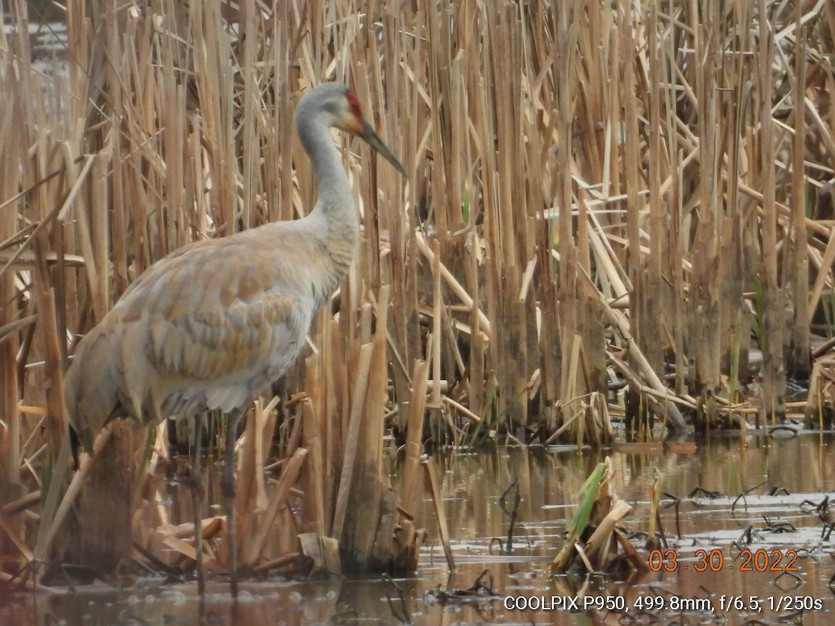 Sandhill Crane - ML430234671