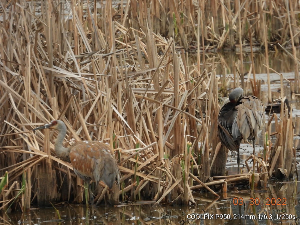 Sandhill Crane - ML430234721