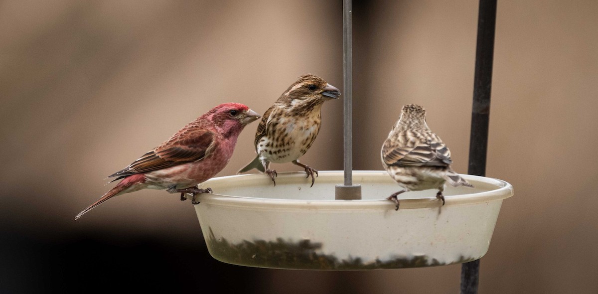 Purple Finch - Karen Lee Lewis
