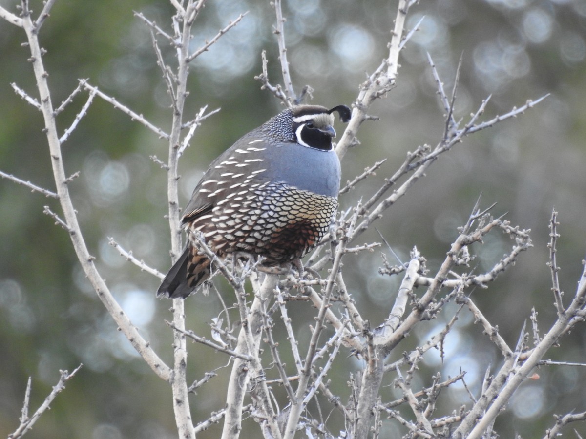 California Quail - ML430238781