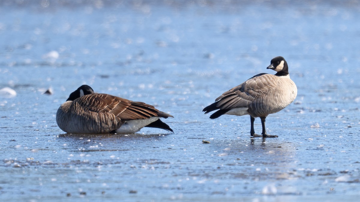 Cackling Goose - ML430239061