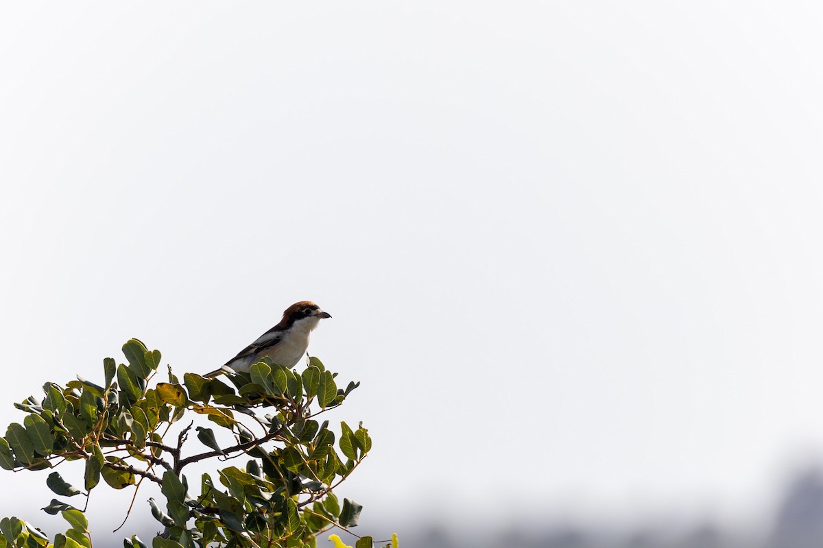 Woodchat Shrike - ML430239371