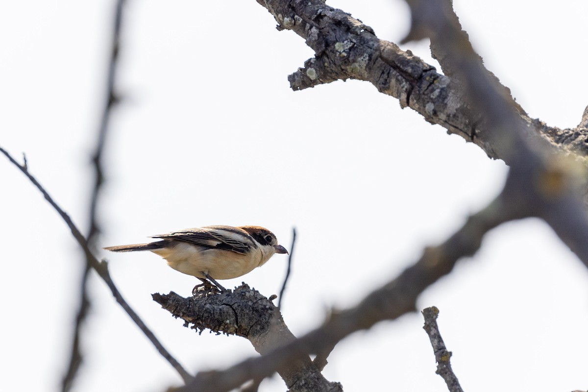 Woodchat Shrike - ML430239391