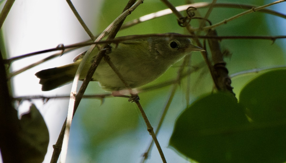 Lesser Greenlet - ML430240331