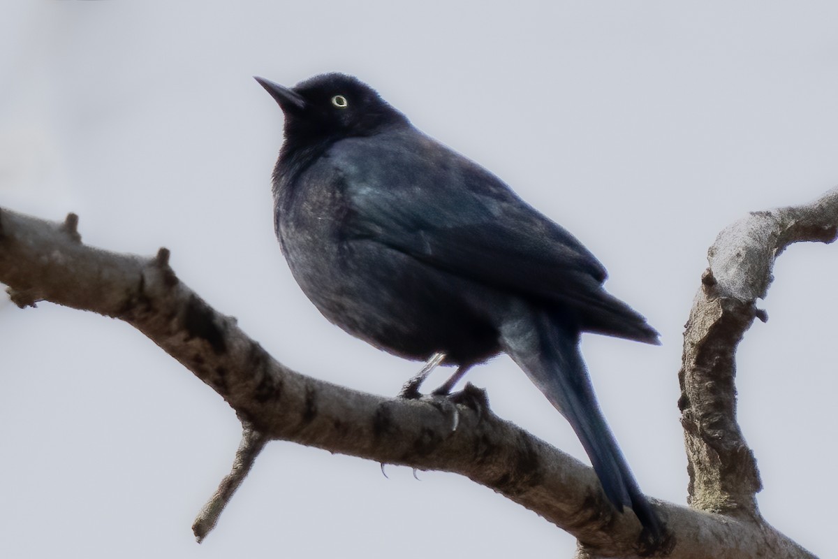 Rusty Blackbird - ML430241591