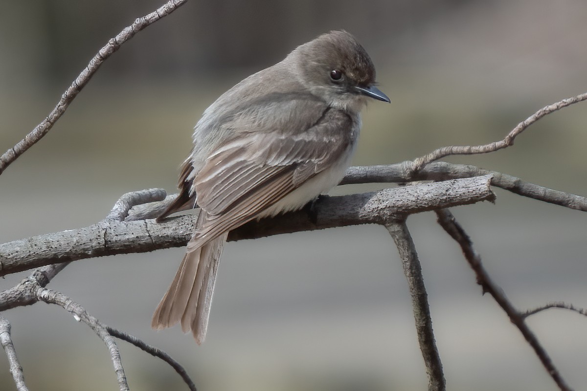 Eastern Phoebe - ML430241861