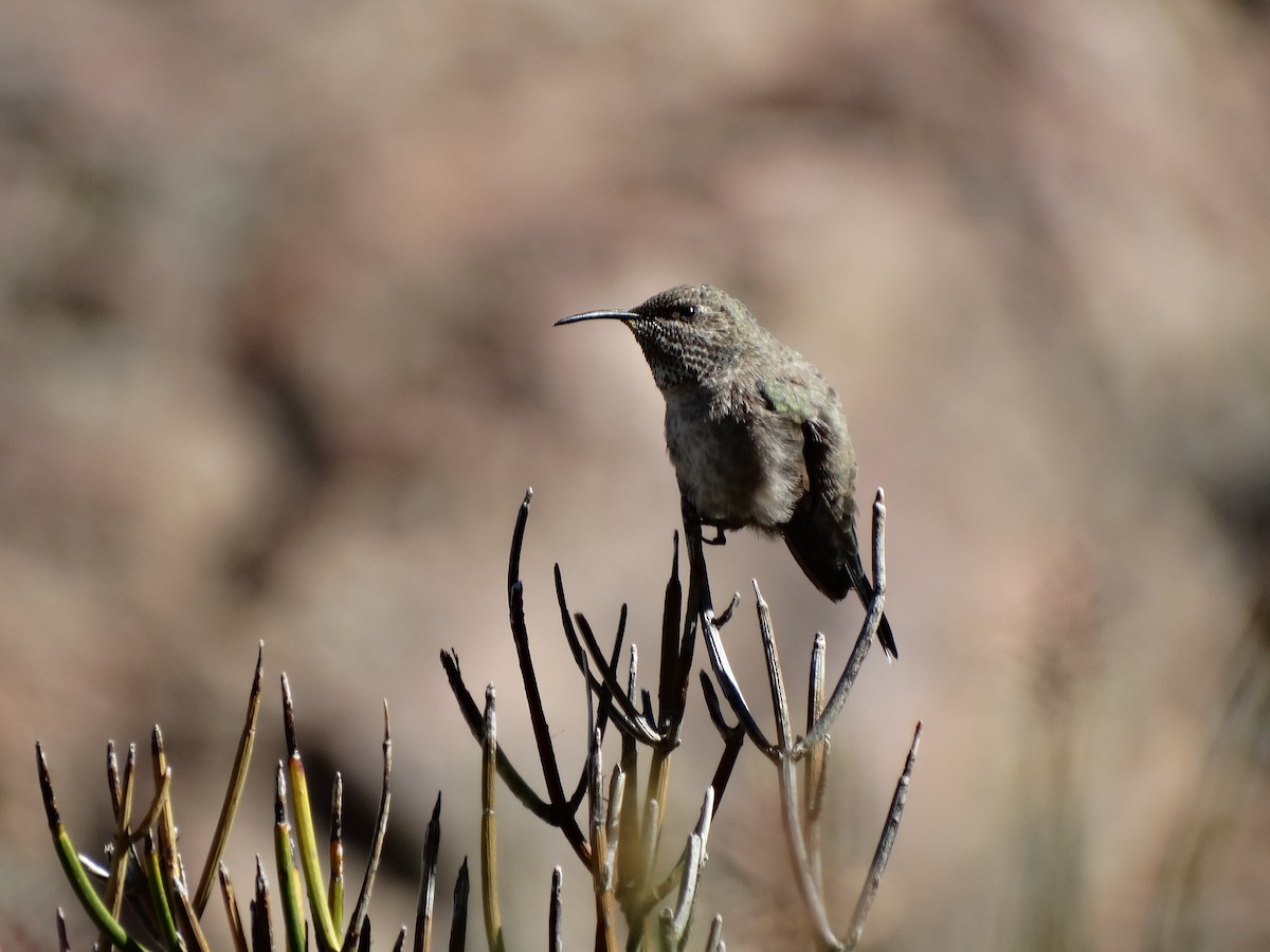 White-sided Hillstar - Carlos Cabrera