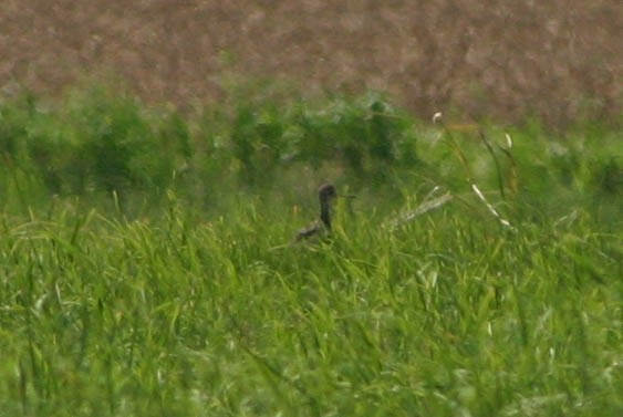 Upland Sandpiper - Jared Fisher